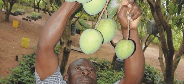 Mango Farming