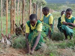 student planting trees