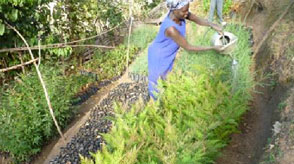 CORE Kenya horticulture