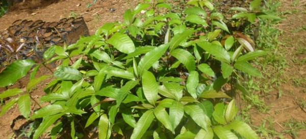 mango-seedlings